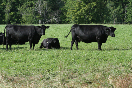 Black/Red Angus cattle for sale